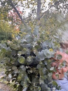 Eucalyptus du Quebec
