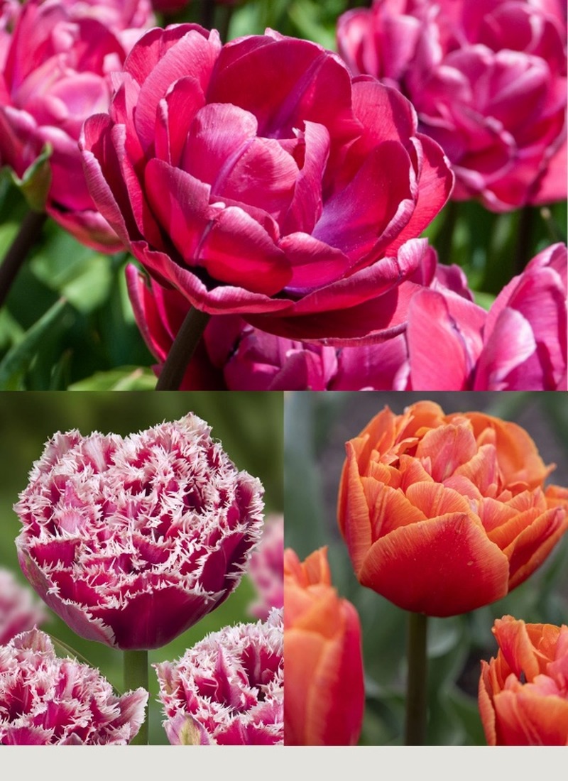mix tulipe Coloré<br />
