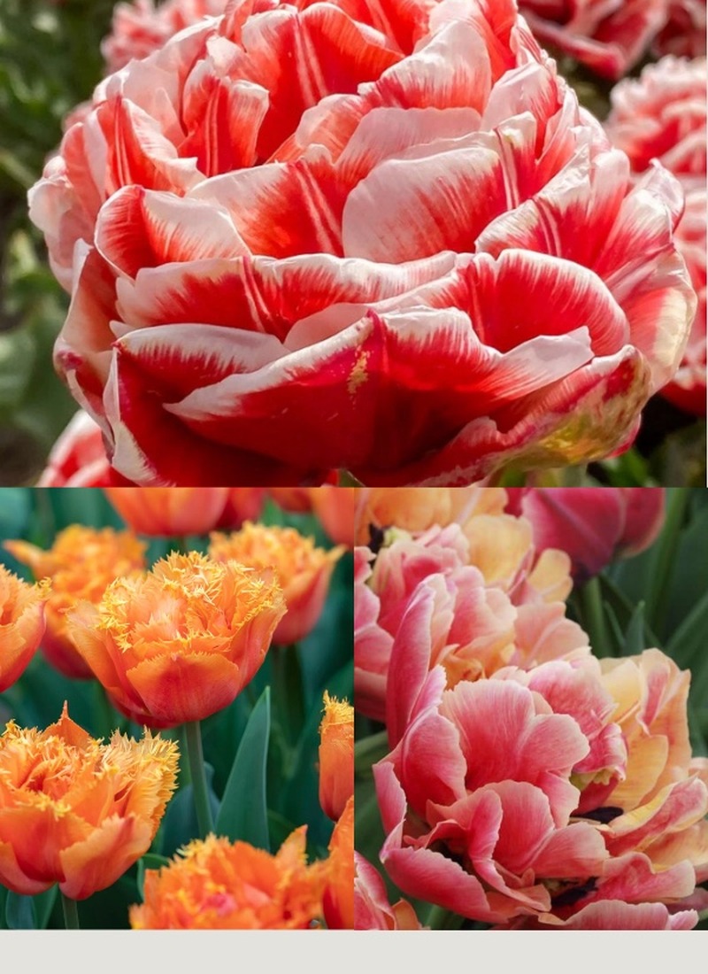 Tulipes Royal centennial cultivée à la ferme florale les fleurs sèment en Lanaudière