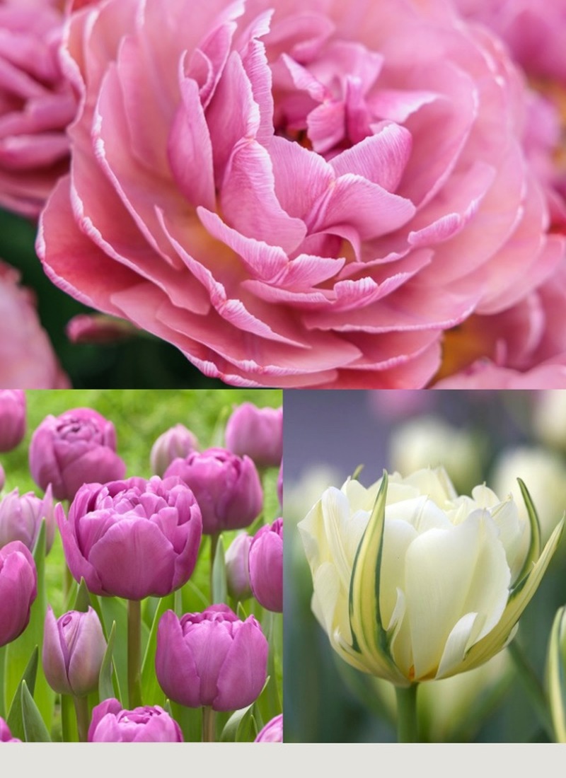 mix tulipe pastel