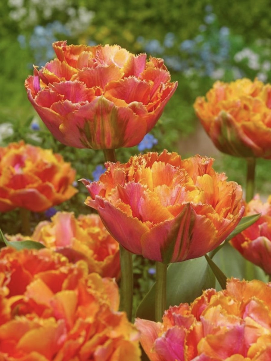 Tulipes Royal centennial cultivée à la ferme florale les fleurs sèment en Lanaudière