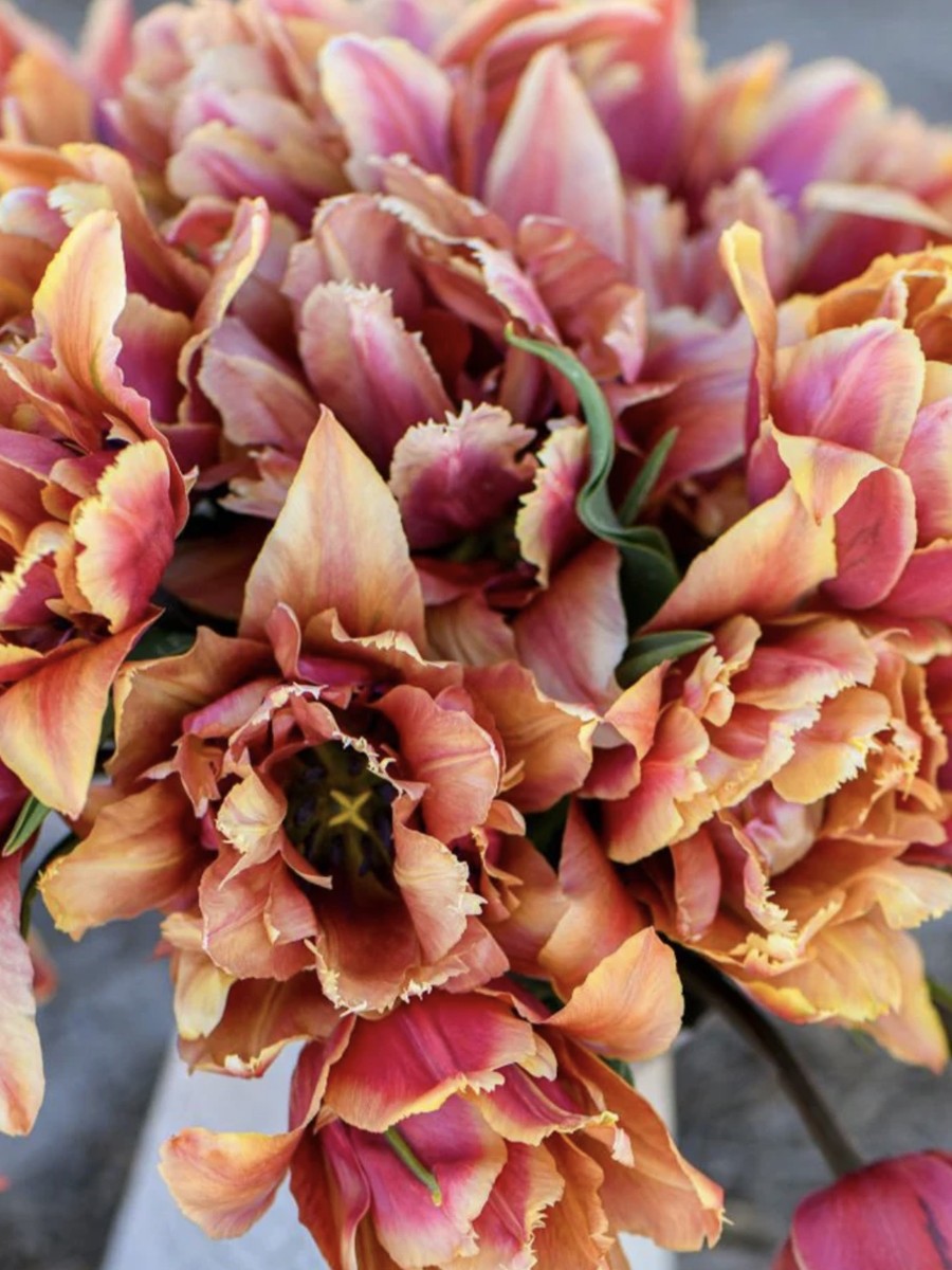 Tulipes Callahan cultivée à la ferme florale les fleurs sèment en Lanaudière