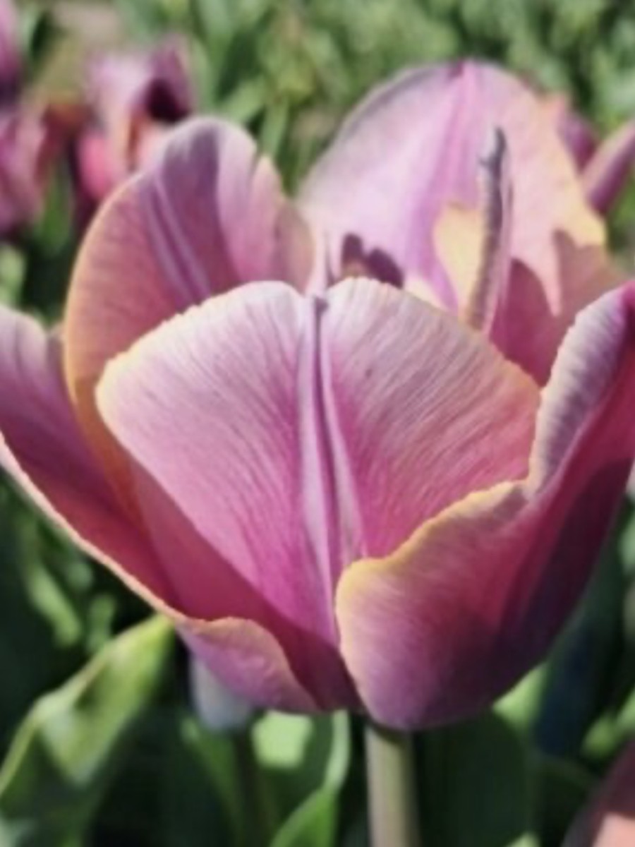 Tulipes Charente cultivée à la ferme florale les fleurs sèment en Lanaudière