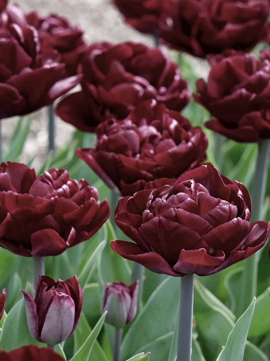 Tulipe Canyon cultivée à la ferme florale les fleurs sèment en Lanaudière